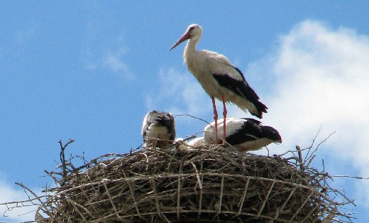 Storch